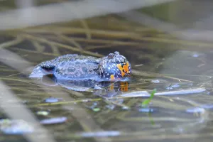Fire Bellied Toad Drucke: Calling fire-bellied toad in spring