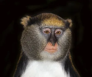 Gerahmter Druck : CAMPBELL-SCHIMPANZE (cercopithecus campbelli)