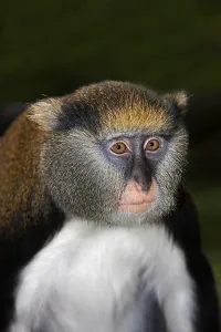 Gerahmter Druck : CAMPBELLS MEERKATZE (cercopithecus campbelli) Gerahmter Druck : CAMPBELLS MEERKATZE (cercopithecus campbelli)