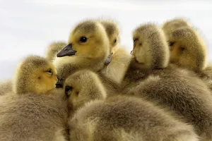 Young Goose Drucke: CanadaGeese