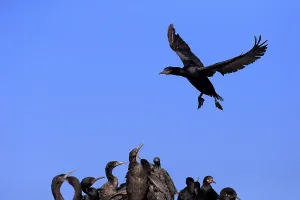 Kormoran des Kap (Phalacrocorax capensis)