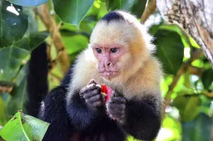 Uninhabited Wilderness Drucke: Capuchin monkey