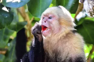Deserted Jungle Drucke: Capuchin monkey
