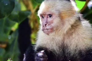 Tropical Nature Reserve Drucke: Capuchin monkey