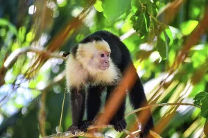 Deserted Jungle Drucke: Capuchin monkey