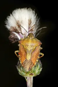 Original Nature Photography Drucke: Carpocoris fuscispinus