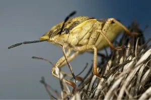 Shield Bug Photography Drucke: Carpocoris fuscispinus, Carpocoris fuscispinus