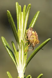 Shield Bug Drucke: Carpocoris fuscispinus (Carpocoris fuscispinus)