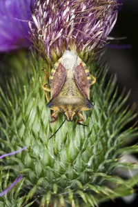 Shield Bug Drucke: Carpocoris fuscispinus, Carpocoris fuscispinus