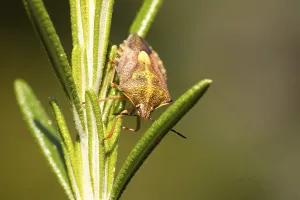 Shield Bug Photography Drucke: Carpocoris fuscispinus (Carpocoris fuscispinus)