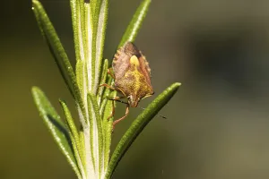 True Bug Photography Drucke: Carpocoris fuscispinus (Carpocoris fuscispinus)