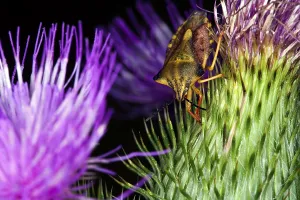 Shield Bug Insect Drucke: Carpocoris fuscispinus, shield bug