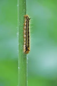 Caterpillar Metamorphosis Process Drucke: Caterpillar of the drinker moth (Euthrix potatoria)