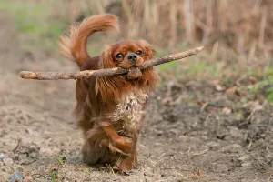 Purebred Canis Familiaris Drucke: Cavalier King Charles Spaniel, ruby