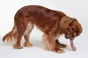 Cavalier King Charles Spaniel Pedigree Drucke: Cavalier King Charles Spaniel, ruby