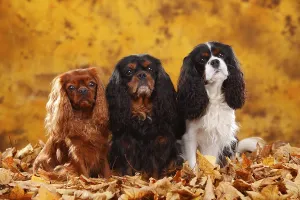 Cavalier King Charles Spaniel Photos Drucke: Cavalier King Charles Spaniel, ruby