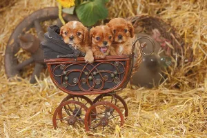 Purebred Dog Breed Photos Drucke: Cavalier King Charles Spaniel, ruby