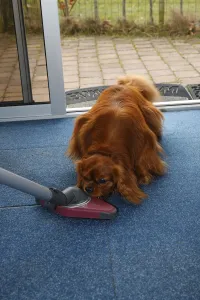 Deserted Wildlife Photography Scene Drucke: Cavalier King Charles Spaniel, ruby