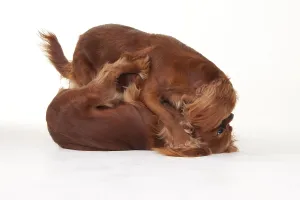 Ruby Cavalier King Charles Spaniel Drucke: Cavalier King Charles Spaniel, Ruby