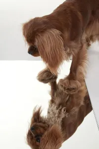 Ruby Cavalier King Charles Spaniel Drucke: Cavalier King Charles Spaniel, ruby