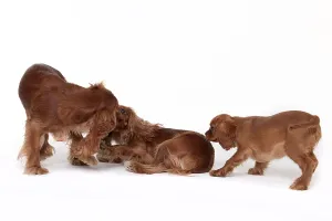 Ruby Cavalier King Charles Spaniel Drucke: Cavalier King Charles Spaniel, ruby
