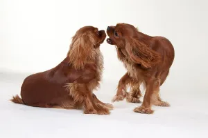 Ruby Cavalier King Charles Spaniel Drucke: Cavalier King Charles Spaniel, Ruby