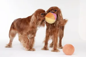 Ruby Cavalier King Charles Spaniel Drucke: Cavalier king charles spaniel, ruby