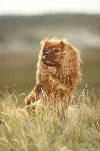 Ruby Cavalier King Charles Spaniel Drucke: Cavalier King Charles Spaniel, ruby