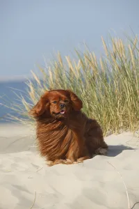 Ruby Cavalier King Charles Spaniel Drucke: Cavalier King Charles Spaniel, ruby