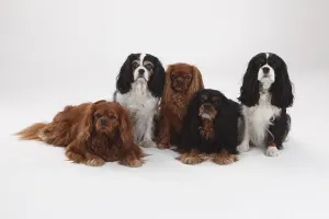 Ruby Cavalier King Charles Spaniel Drucke: Cavalier King Charles Spaniel, ruby
