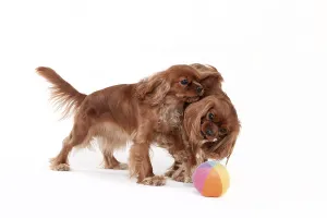 Ruby Cavalier King Charles Spaniel Drucke: Cavalier king charles spaniel, ruby