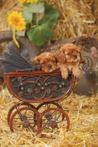 Ruby Cavalier King Charles Spaniel Drucke: Cavalier King Charles Spaniel, ruby