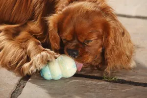 Cavalier King Charles Spaniel Images Drucke: Cavalier King Charles Spaniel, ruby