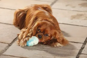 Purebred Hound Dogs Drucke: Cavalier King Charles Spaniel, ruby