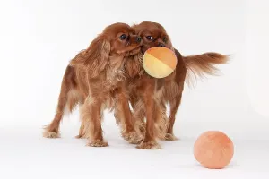 Ruby Cavalier King Charles Spaniel Drucke: Cavalier king charles spaniel, ruby