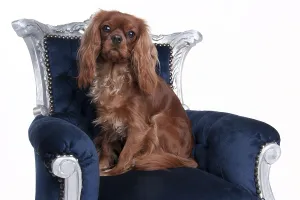 Dog Breed Information Drucke: Cavalier King Charles Spaniel, ruby