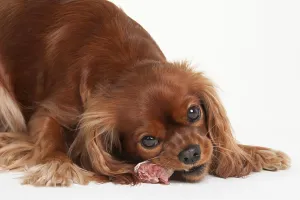 Ruby Cavalier King Charles Spaniel Drucke: Cavalier King Charles Spaniel, ruby