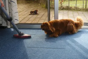 Ruby Cavalier King Charles Spaniel Drucke: Cavalier King Charles Spaniel, ruby
