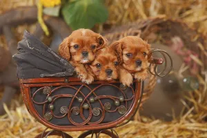 Cavalier King Charles Spaniels Drucke: Cavalier King Charles Spaniel, ruby