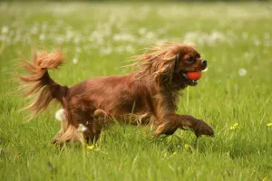 Springtime Meadow Scene Drucke: Cavalier King Charles Spaniel, ruby red