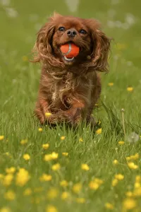 Friendly Hound Breed Drucke: Cavalier King Charles Spaniel, ruby red