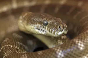 Australian Reptile Photography Drucke: Central Carpet Python, Northern Territory