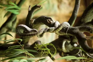 Sydney Wildlife Photography Drucke: Centralian carpet python, taronga zoo