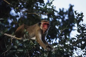 Endangered Animal Species Drucke: Ceylon hat monkey (Macaca sinica)