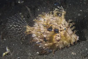 Underwater World Atmosphere Drucke: Chaetoderma pencilligera, Chaetoderma penicilligera