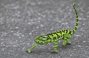 Wild Animal Camouflage Techniques Drucke: Cham