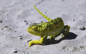 Reptile Conservation Drucke: Cham