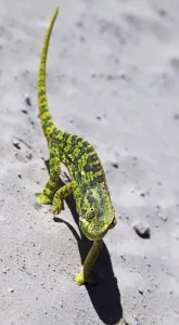 Chameleon Camouflage Drucke: Cham