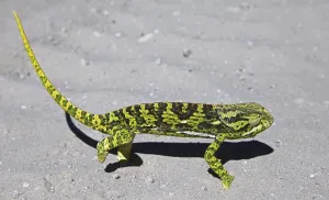 Camouflage Animal Drucke: Cham