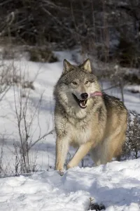 Gray Wolf In Snow Drucke: Chasing wolf in winter